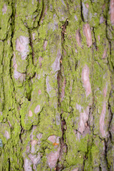 bark