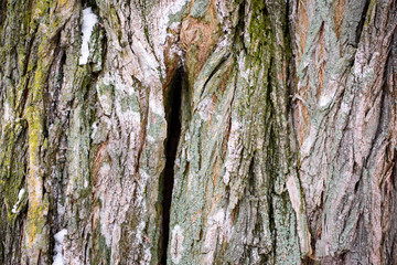 bark