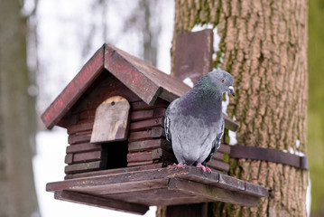 bird