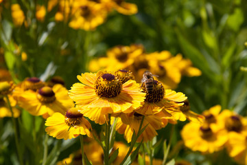 Sonnenbraut mit Biene