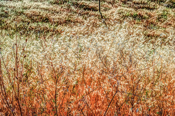 Autumn grass and wildflower background texture