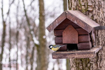 bird