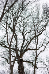 tree