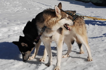 Hundeschlitten EM in Inzell
