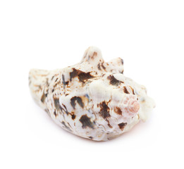 Sea shell isolated