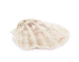 Sea shell isolated