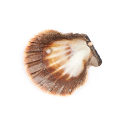 Sea shell isolated