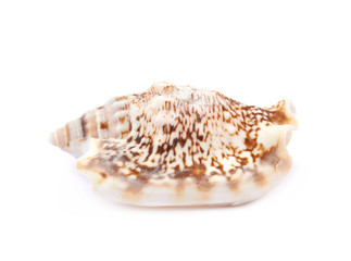 Sea shell isolated