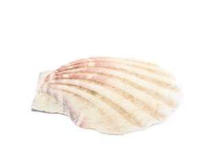 Sea shell isolated