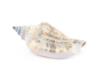 Sea shell isolated