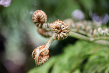 くるくるな新芽