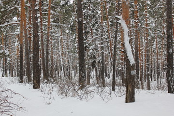 Beautiful winter landscape with snow covered trees 30072