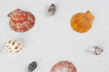 Beach shell in white sand like a beautiful vacation background