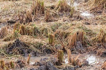 Harvested wet farm texture for blur background