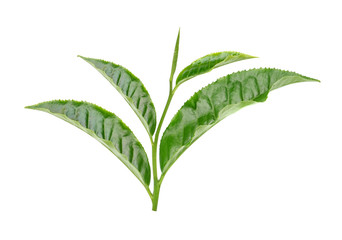 fresh tea leaf isolated on white background
