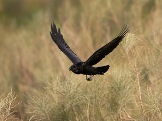 Common raven (Corvus corax)