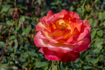 The Big Pink rose