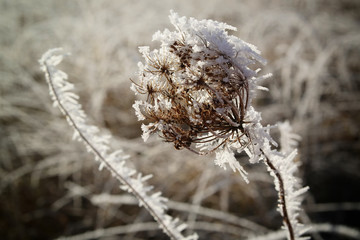 Detail of a withered plant covered with hoarfrost in winter