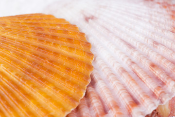 Closeup of beach shell in white sand as for a vacation background 