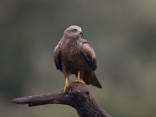 Black kite (Milvus migrans)