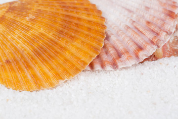 Closeup of beach shell in white sand as for a vacation background 