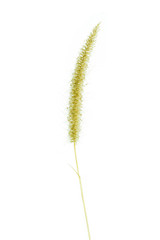 Dry mission Grass isolated on white background.Feather Pennisetu