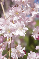 枝垂れ桜