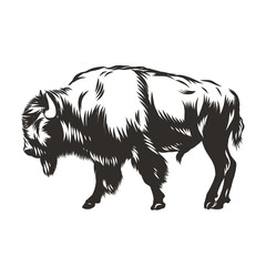 Buffalo - American Bison