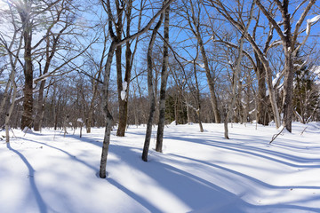 雪の中、青空と太陽を背景に立つ落葉した広葉樹