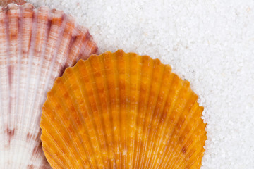Closeup of beach shell in white sand as for a vacation background 