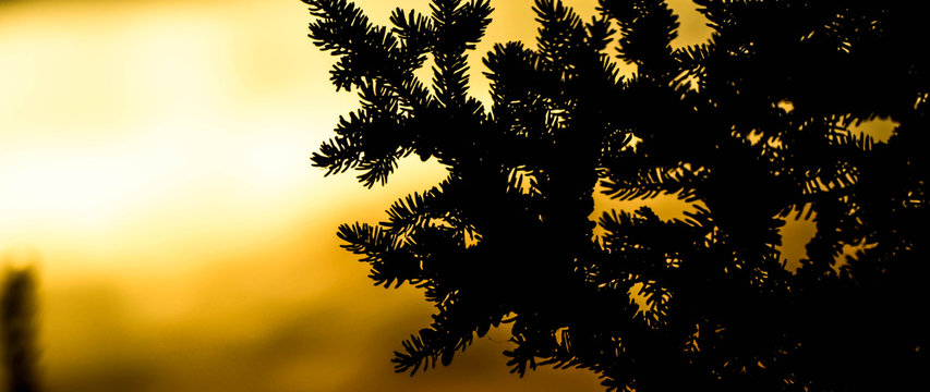 Sunset Behind Tree Needles