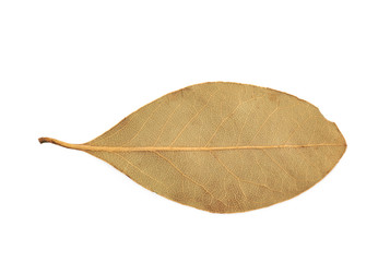 Single dried bay leaf isolated