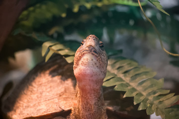 Tortue forestière ornée en gros plan