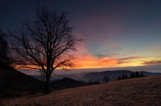 Tramonto con albero sulla citt&agrave;