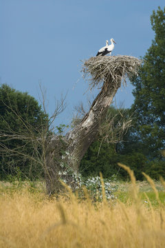 two storks on nest in wilderness area