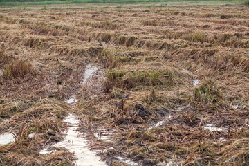 Harvested wet farm texture for blur background