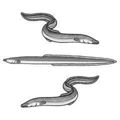 European Eel Illustration