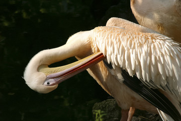 pelican cleaning feather