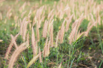 Flowering grass, mission grass, view beautiful, Feather penniset