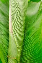 Banana leaf with rain drop
