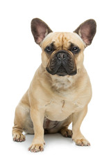 Beautiful french bulldog dog - 135902612