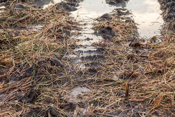 Fototapeta na wymiar Harvested wet farm texture for blur background