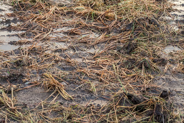 Harvested wet farm texture for blur background