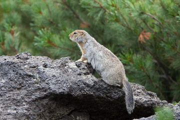 Arctic ground squirrel 