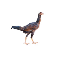 Chicken, Bantam, animal, Chicken Native isolated (in the country