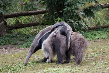 Fourmilier portant son petit sur son dos
