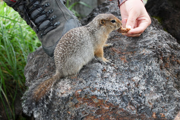 Arctic ground squirrel 