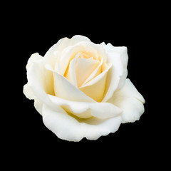 Naklejka premium beautiful white rose