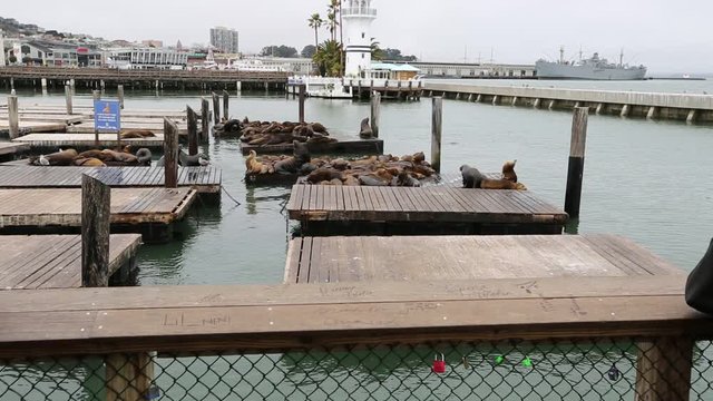 Spectacular landscape at sunset of Pier 39, San Francisco, California, United States.Pier 39, located at Fisherman's Wharf, is a popular tourist attraction for Sea Lions colony.Travel holidays concept
