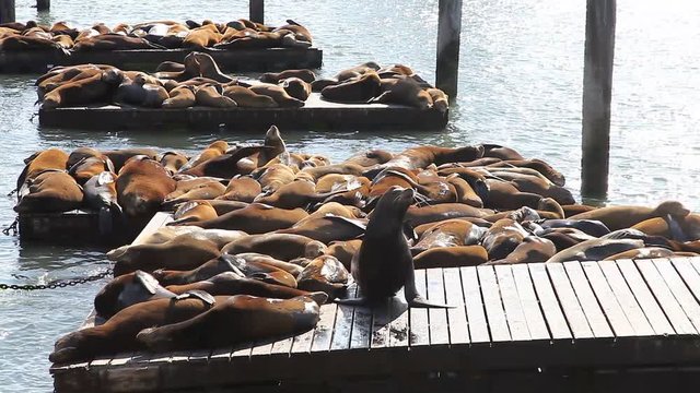 Sea lions at Pier 39 a popular tourist attraction in San Francisco, California, United States. Pier 39 is located at the edge of Fisherman's Wharf district and is close to North Beach and Embarcadero.
